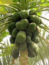 205 Wadi Tiwi, Papayas.JPG